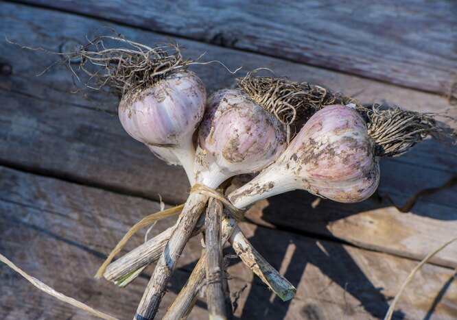 Часник перед закладкою на зберігання потрібно добре просушити