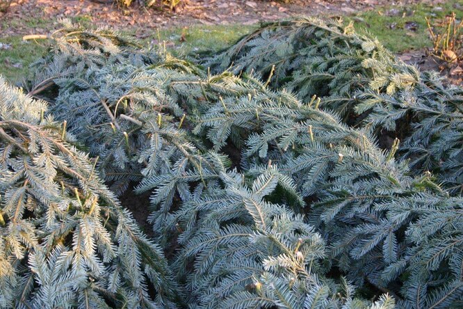 Мульчувати часник тирсою і прикривати ялиновим лапником