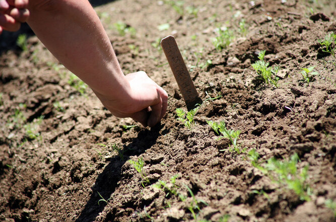 Особливості посіву редиски восени на зиму