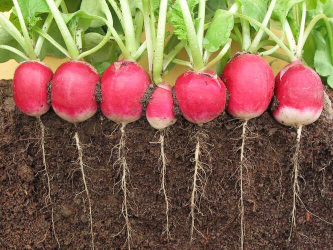 Переваги вирощування редиски взимку