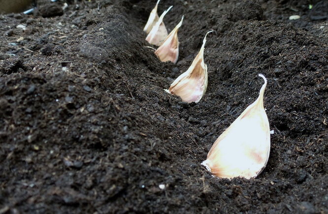 Правило 3. Ґрунт для озимого часнику