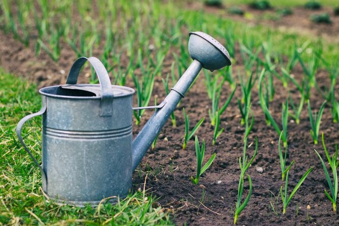 Правило 4. Волога для озимого часнику