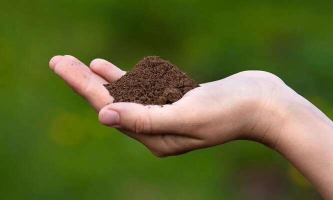 Щоб визначити цей показник без приладів, потрібно стиснути землю в руці