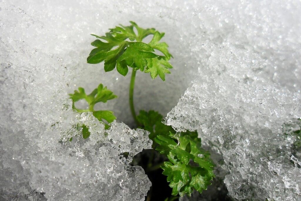 Сіємо петрушку під зиму та збираємо ранній врожай пряної зелені навесні
