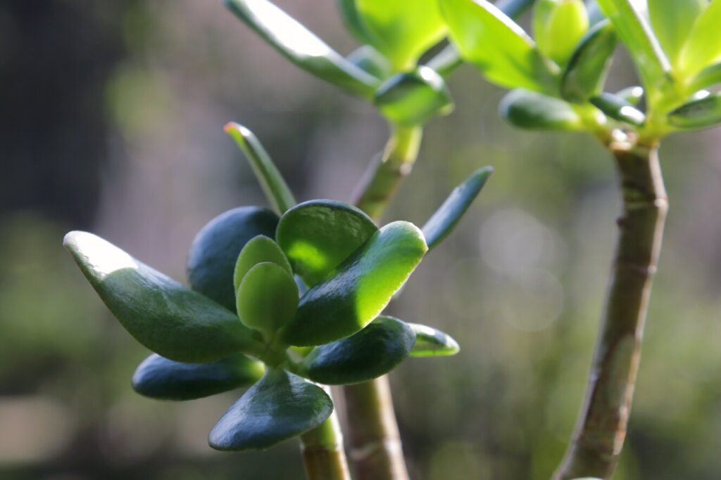 Як доглядати за грошовим деревом / товстолистом?