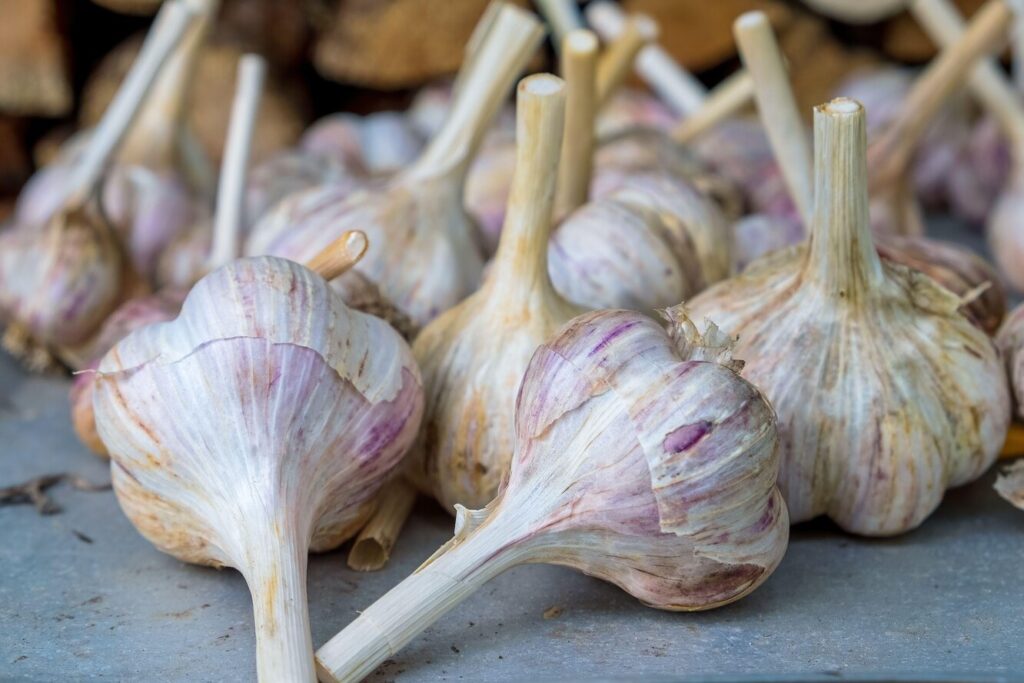 Як зберегти озимий часник у квартирі до весни?