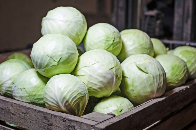 Зберігання капусти