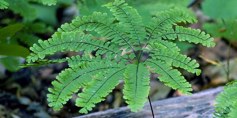 Адіантум – домашній догляд.