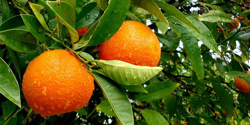 Апельсин – домашній догляд.