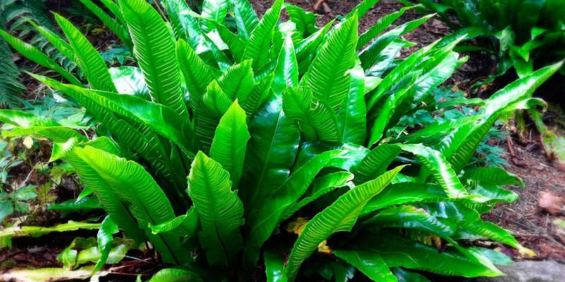 Аспленіум – домашній догляд.