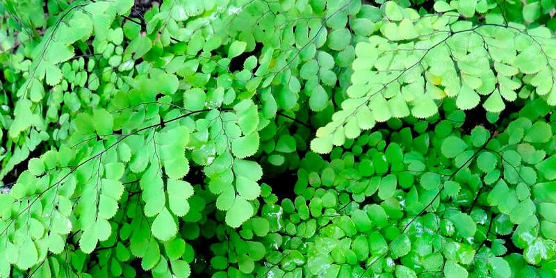 Чарівний сорт адіантуму