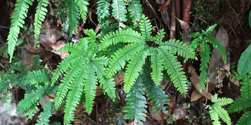 Дрібнолосистий сорт адіантуму