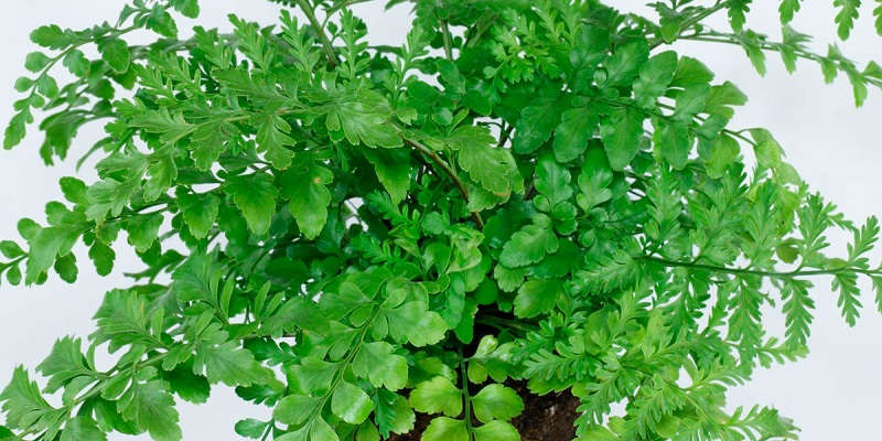 Двоформлений сорт аспленіуму