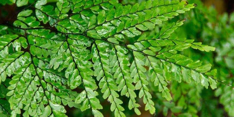 Гарний сорт адіантуму