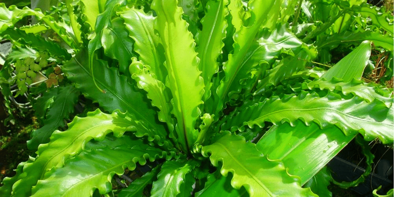 Гніздовий сорт аспленіуму