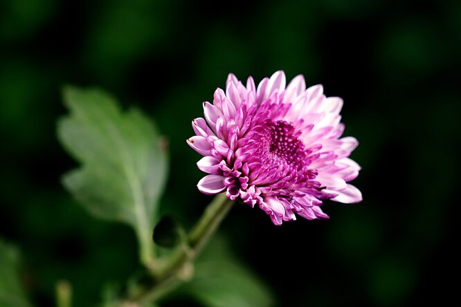 Хризантеми допомагають розслабити тіло під час стресу та знімають напругу