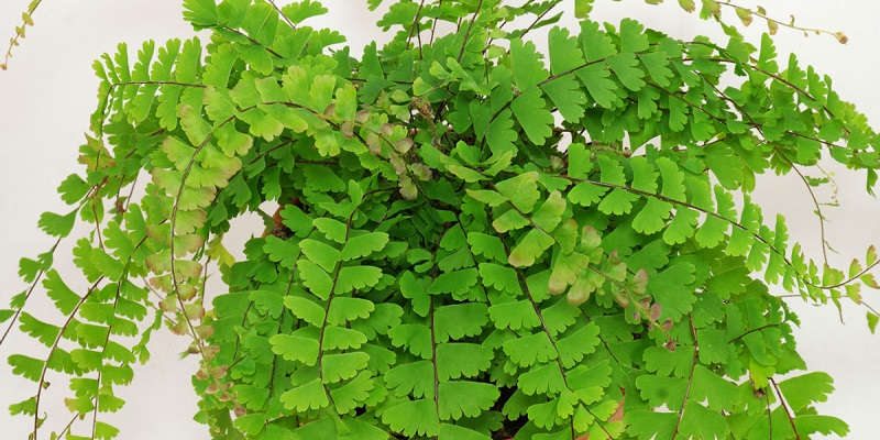 Хвостатий сорт адіантуму