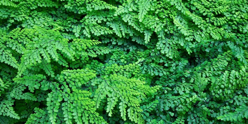 Клиноподібний сорт адіантуму