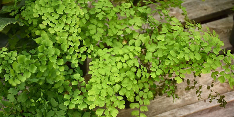 Ніжний сорт адіантуму