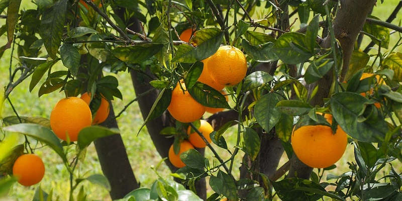 Пересадка апельсин