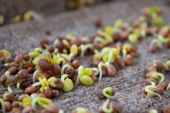 Насіння редиски пророщують