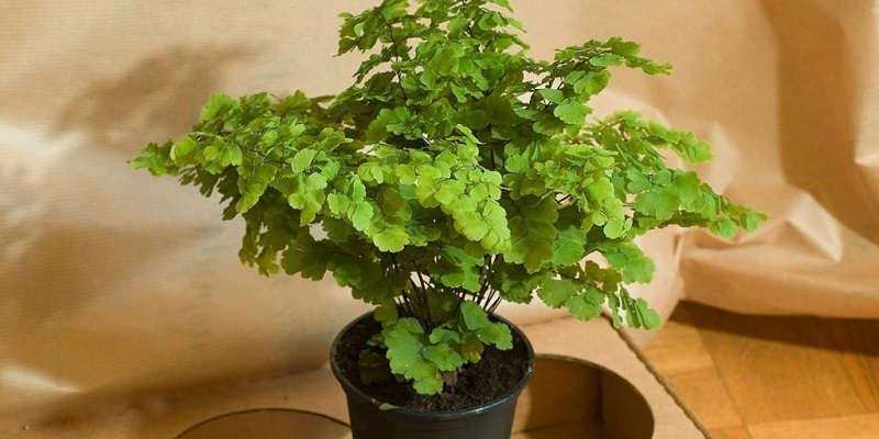 Полив адіантуму