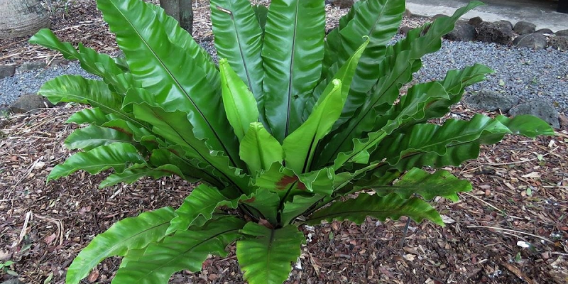 Полив аспленіуму