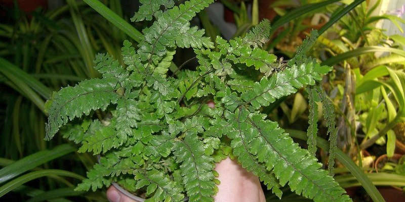 Прозорий сорт адіантуму