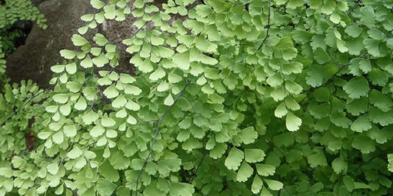 Радді сорт адіантуму