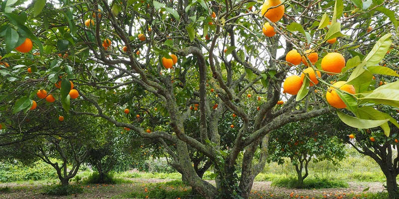 Сорт апельсину Гамлін