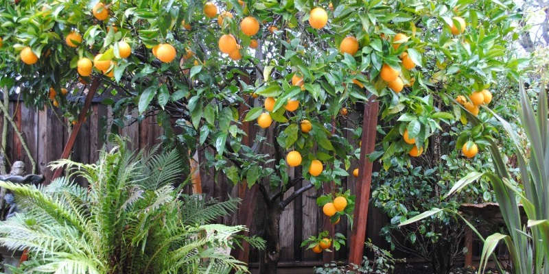 Вашингтон Навел сорт апельсину