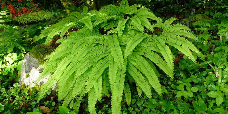 Стопоподібний сорт адіантуму