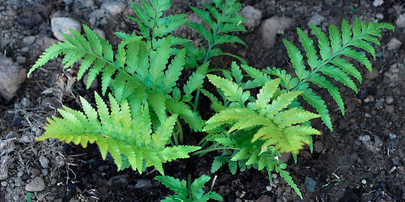 Цибулинний сорт аспленіуму