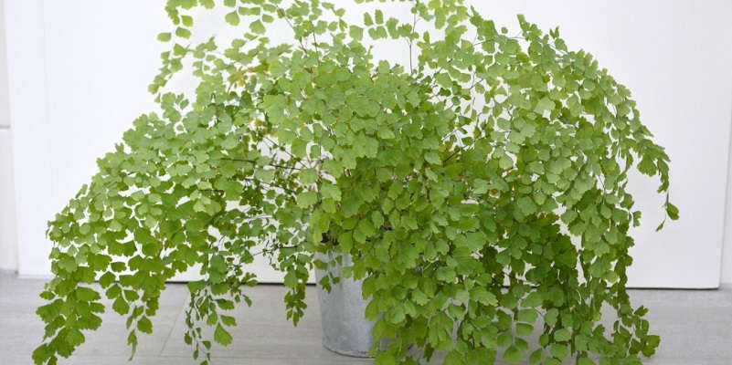 Венерин волос