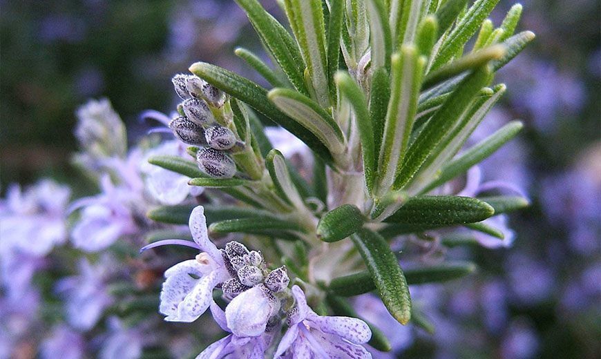 Вимоги та вирощування