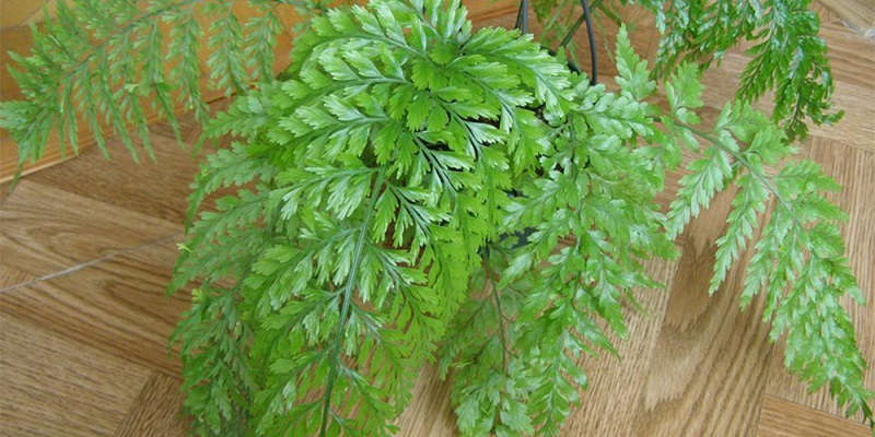 Живородний сорт аспленіуму