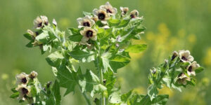 Блекота чорна – вирощування в саду.