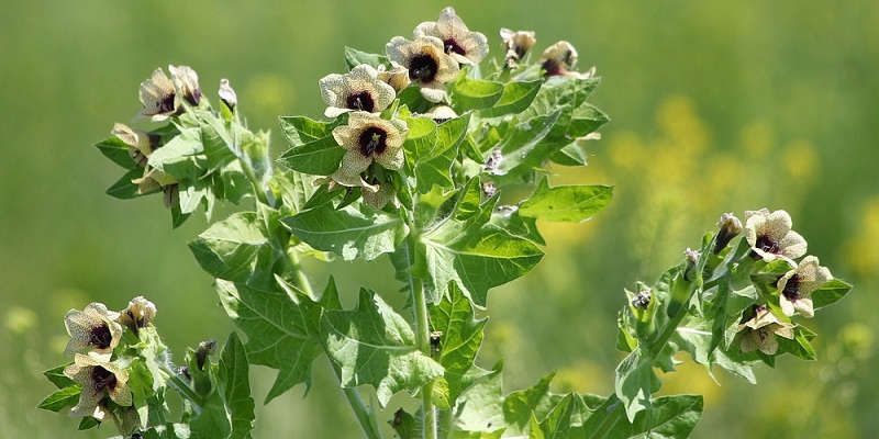 Блекота чорна - вирощування в саду.