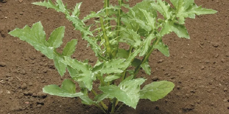 Осот / бодяк у грунті