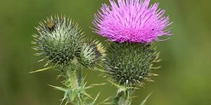 Осот / бодяк – вирощування в саду.