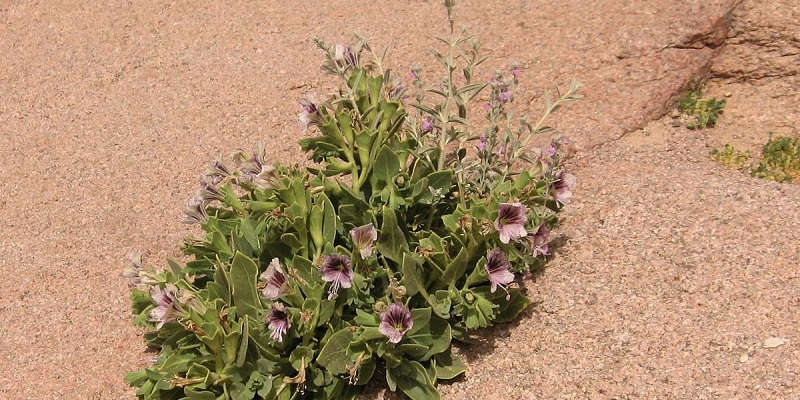 Полив блекоти чорної