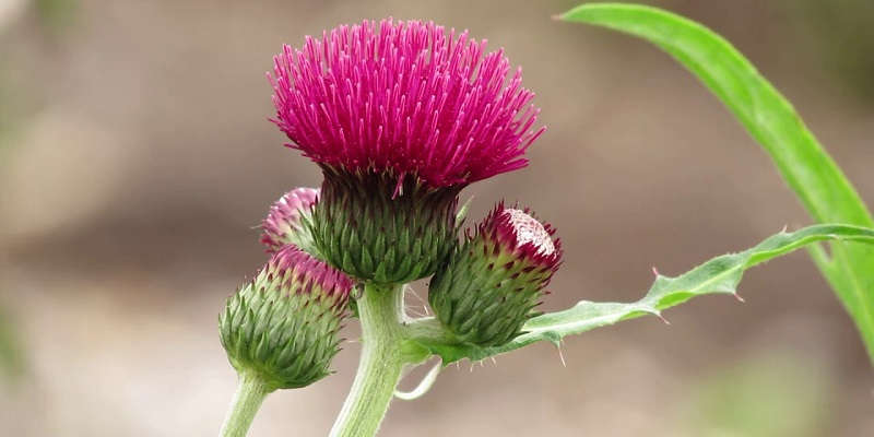 Пінк Бьюті сорт осока