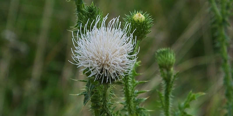 Сноу Бьюті (Біла Вікторія)