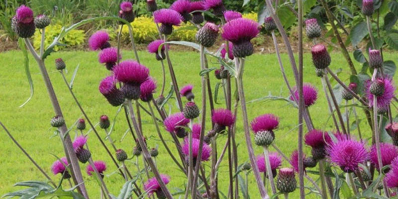 Струмковий сорт бодяка / осота