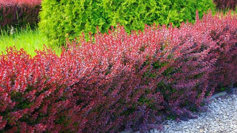 Барбарисова огорожа