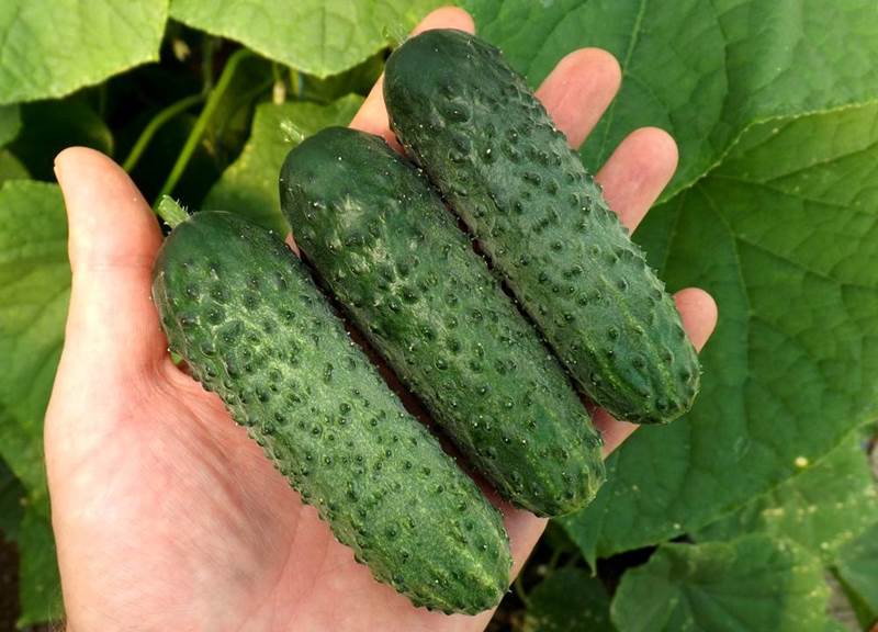 Характеристика сорту огірків f1