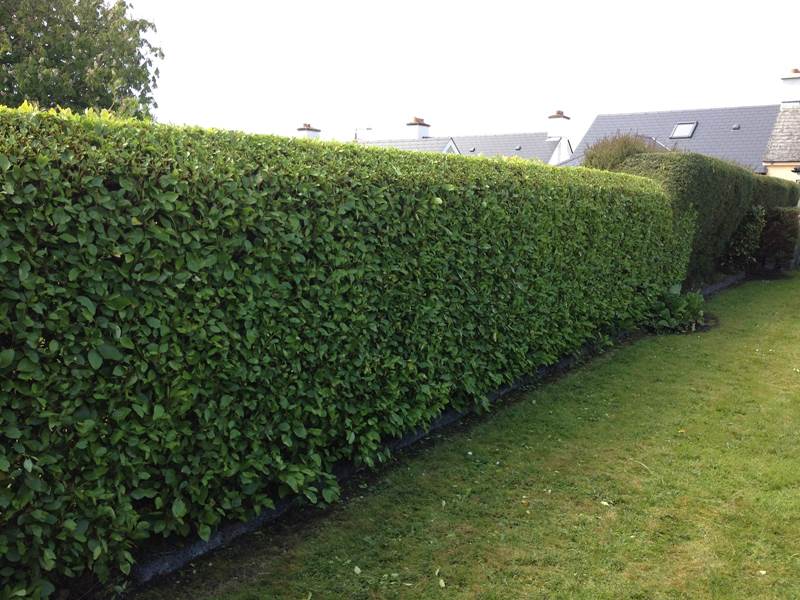 Огорожа з глоду