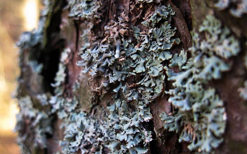 Причини появи лишайника та способи боротьби із ним