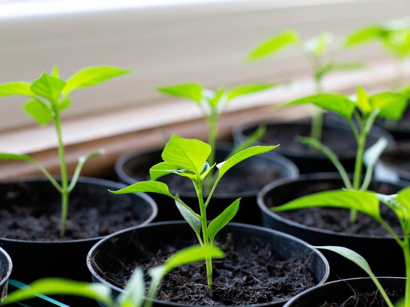 Розсада перцю