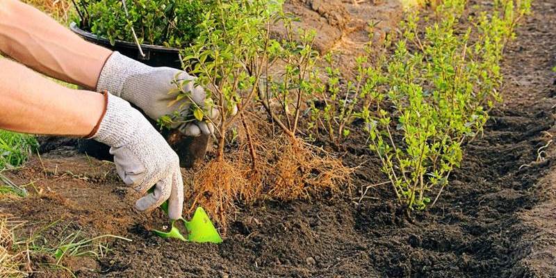 Як правильно посадити?